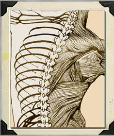 Anatomy